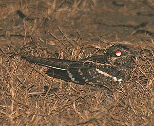 Kurzschleppen-Nachtschwalbe (Caprimulgus clarus apatelius) Slender Tailed Nightjar